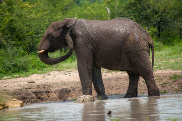 elephant in the water