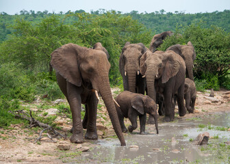 Fototapeta na wymiar african elephant family