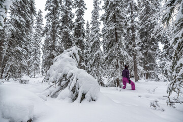 Woman walking, hiking in deep snowy woods during winter time surrounded by white covered snowy trees and wearing pink pants, purple jacket standing out from the whiteness. Yukon Territory, Canada. 