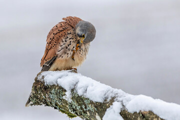 Turmfalke (Falco tinnunculus) Männchen bei der Gefiederpflege