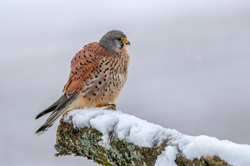 Turmfalke (Falco tinnunculus) Männchen