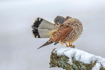 Turmfalke (Falco tinnunculus) Männchen bei der Gefiederpflege