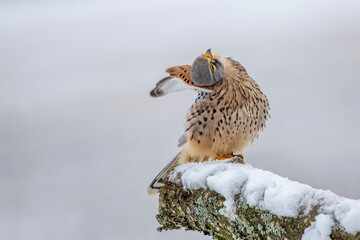 Turmfalke (Falco tinnunculus) Männchen bei der Gefiederpflege