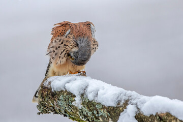 Turmfalke (Falco tinnunculus) Männchen bei der Gefiederpflege