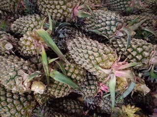 Pile pineapple fruit which has been harvested and display for sale on farmers table in market.
