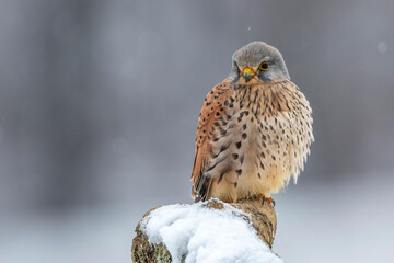 Turmfalke (Falco tinnunculus) Männchen