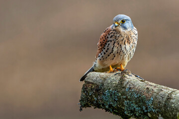 Turmfalke (Falco tinnunculus) Männchen