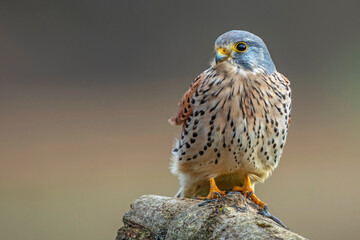 Turmfalke (Falco tinnunculus) Männchen