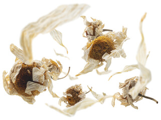 Dried chamomile levitates on a white background