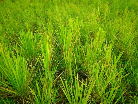 a selective focus picture of rice field in organic farm