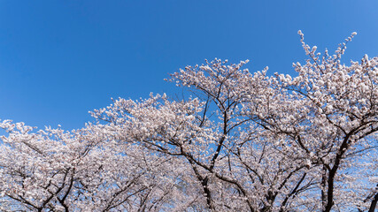 青空に満開の桜／さきたま古墳公園（埼玉県行田市）