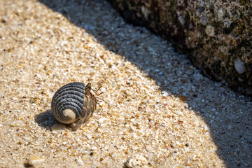 Closeup of small Hermit crap (pagurian) inside black shell clawing on the sand beach.