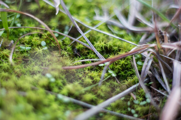 Abstract Nature Plants