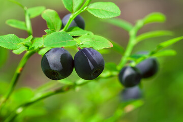 Blueberries grow on the bush.