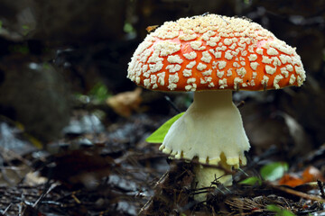 Amanita mushroom grows in the forest.