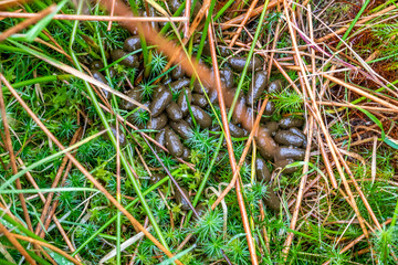 Fresh droppings of european roe deer ,capreolus capreolus, in the field