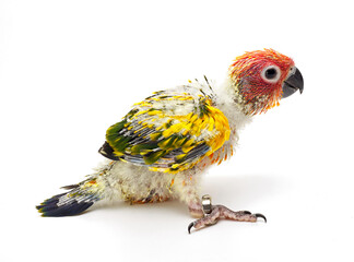 Baby Sun conure, Sun Parakeet on white background. (Aratinga solstitialis)