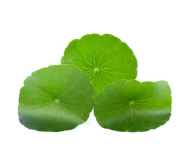 Asiatic Leaf Herb gotu kola, indian pennywort, centella asiatica, tropical herb isolated on white...
