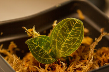Macro abstract view of a newly rooting young Jewel Orchid (Macodes petola) plant cutting, in sphagnum moss. Its leaves have iridescent golden veins resembling lightning.