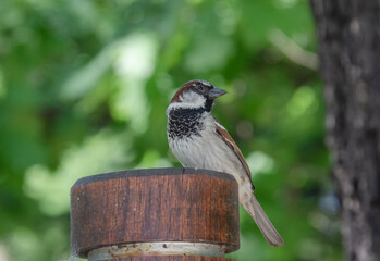 Ein Spatz auf der S&auml;ule