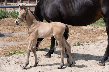 Young newly born yellow foal stands together with its brown mother