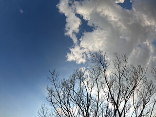 青空と葉の落ちた樹木