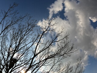 青空と葉の落ちた樹木