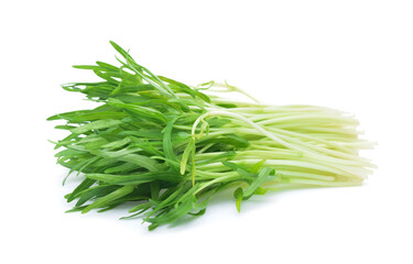 Fresh green morning glory sprouts isolated on white background .