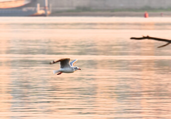 Flying Seagull on the background of water