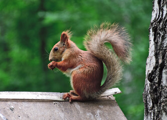 Squirrel on a blurred forest background
