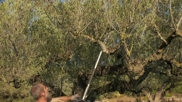 Olive Harvest in Spain. Man working using a vibration harvester machine on the tree to get Olives 05
