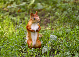Red squirrel stands on the grass