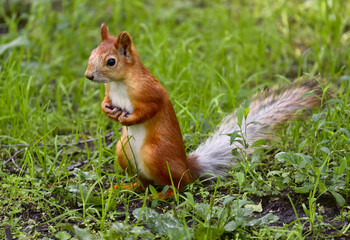 Naklejka na ściany i meble Red squirrel on green grass