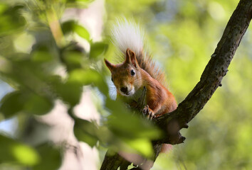 Squirrel looks at the viewer