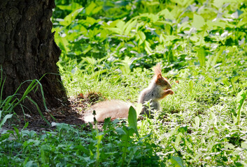 Little squirrel in the grass
