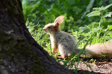 Naklejka na ściany i meble Little squirrel in the grass