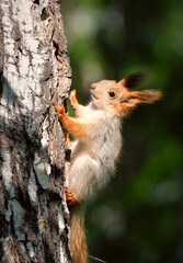 Squirrel on the bark of birch