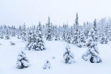 Stunning white wonderland covered boreal forest with spruce, pine trees in winter with snowy snow cover over whole landscape. Frosty trees with white, cloudy sky. 