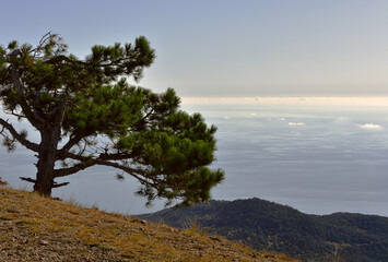 Pine on a mountain slope high above the black sea coast