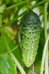Green ripe cucumber grown in a greenhouse on the farm