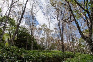 気持ちいい森の中