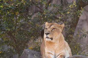 Obraz premium のんびり過ごすライオン