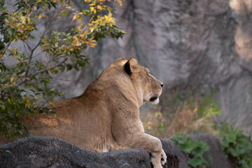 のんびり過ごすライオン
