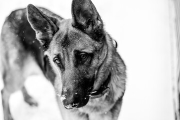 black and white portrait of a young beautiful german shepherd girl with a smart look to the side against a background of white snow