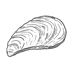 Vector Single Sketch Mussel Illustration © nikiteev