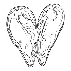 Vector Single Sketch Mussel Illustration
