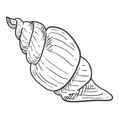 Vector Single Sketch Seashell Illustration