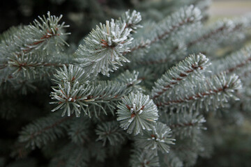 Pine or spruce branches covered with rime inium. Blurred background.