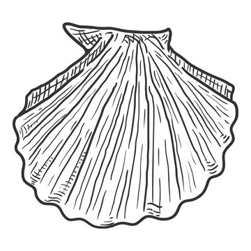 Vector Single Sketch Seashell Illustration