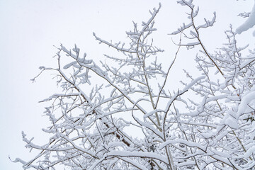 Obraz premium Stunning white wonderland covered boreal forest with spruce, pine trees in winter with snowy snow cover over whole landscape. Frosty trees with white, cloudy sky. 